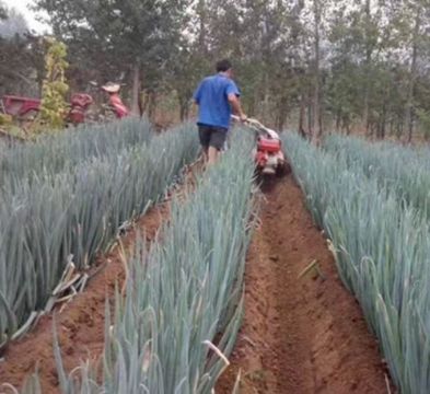 点击查看详细信息<br>标题：开沟机　 阅读次数：2496